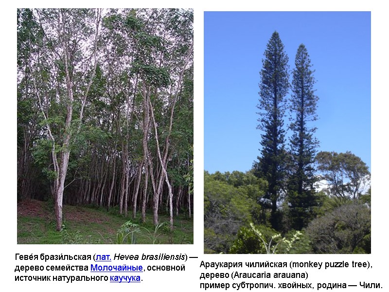 Геве́я брази́льская (лат. Hevea brasiliensis) —  дерево семейства Молочайные, основной  источник натурального